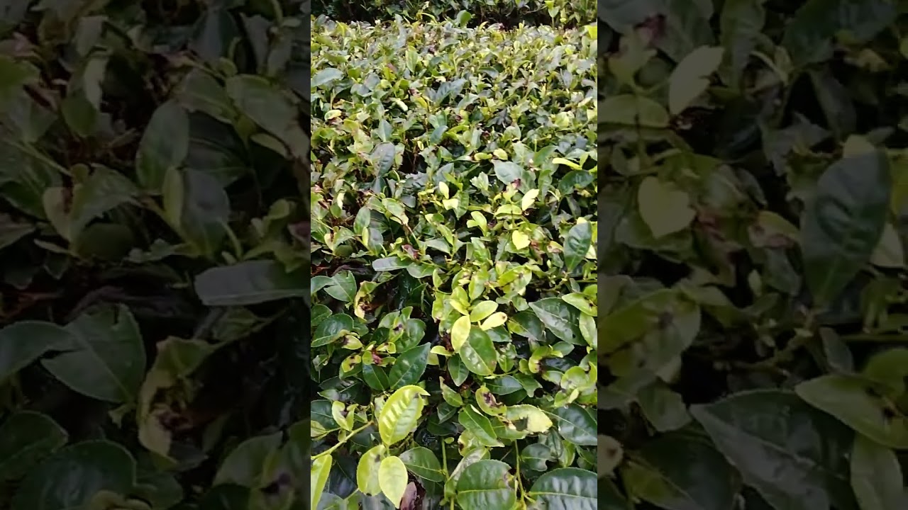 തേയിലകാ ടൂ കൾ