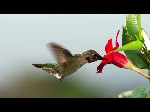 Thumbnail for Nature's Aeronauts: Hummingbirds