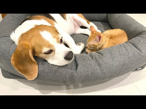 Dog and Kitten Become Friends | Meet Lucy and Dash |
