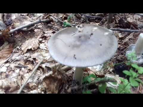 ** L' amanita