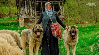 Hawk Family and their Hairy Dogs | Documentary ▫4K▫