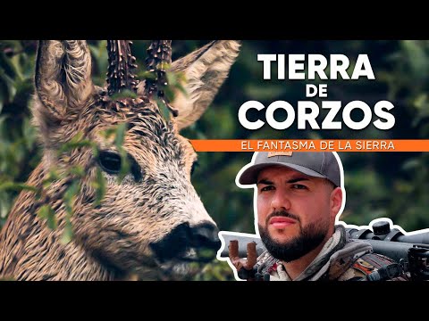 El CORZO FANTASMA de la sierra de Guadalajara. TIERRA DE CORZOS 2024 #1