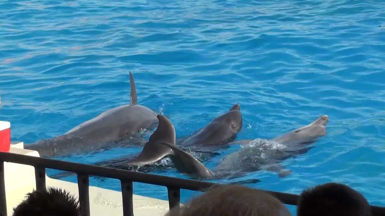 Attika Park - Dolphins show HD