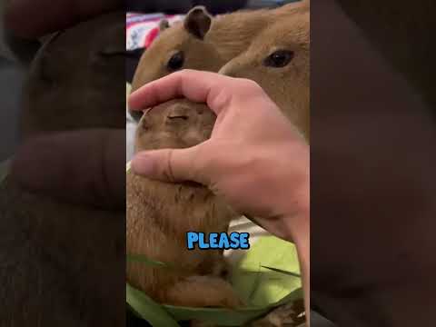 How to Properly Eat a Prairie Dog