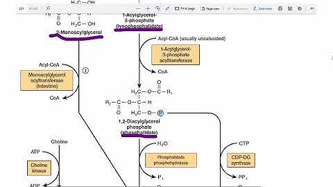 Phosphatidylinositol 4-5 bisphosphate : Biosynthesis | Phospholipid Biosynthesis