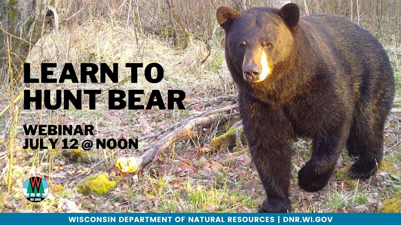 Bear hunting  Wisconsin DNR