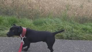 Sloughi - Maroccan Running Dog Sighthound With A Pinch Of Guard Dog. Estacado Patterdale Terriers