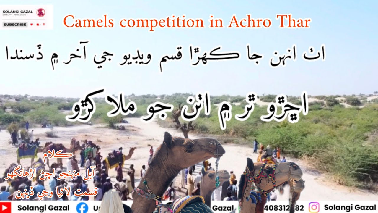 Achro camels competition| types of camels|belongs song|اٺ جو مقابلو اڇڙو ٿر قسم,رنگ,نسل| آيل مهجواچڻ
