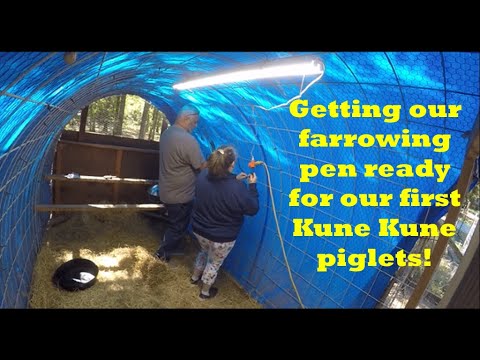 Getting our farrowing