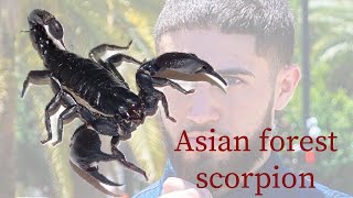 Asian Forest Scorpion Quick Facts