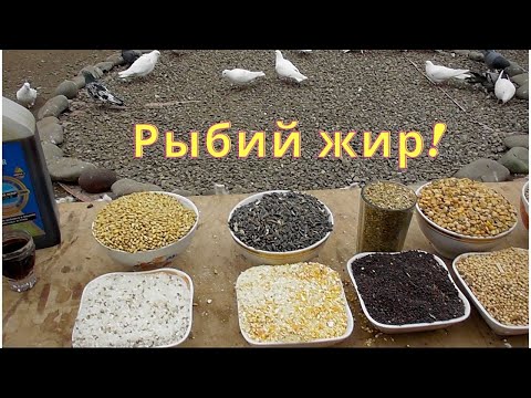 Зимний рацион наших голубей!