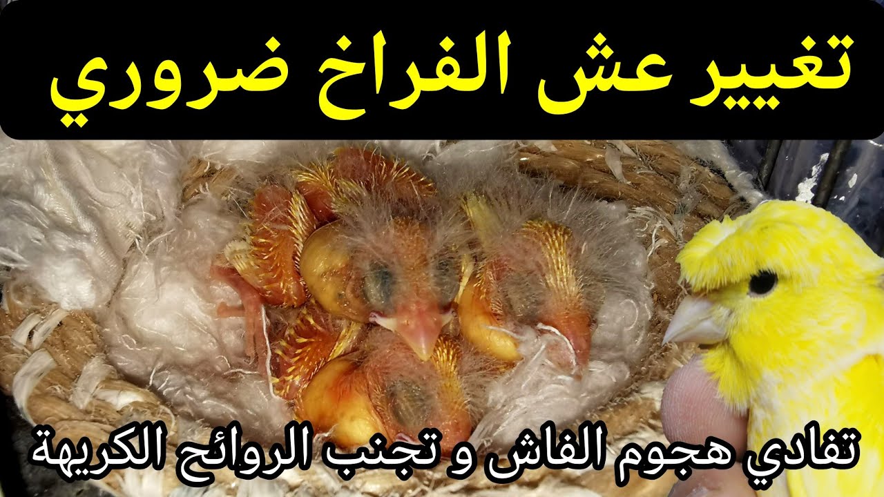 طريقة تغيير عش فراخ الكناري و اهمية تغيير عش الكناري