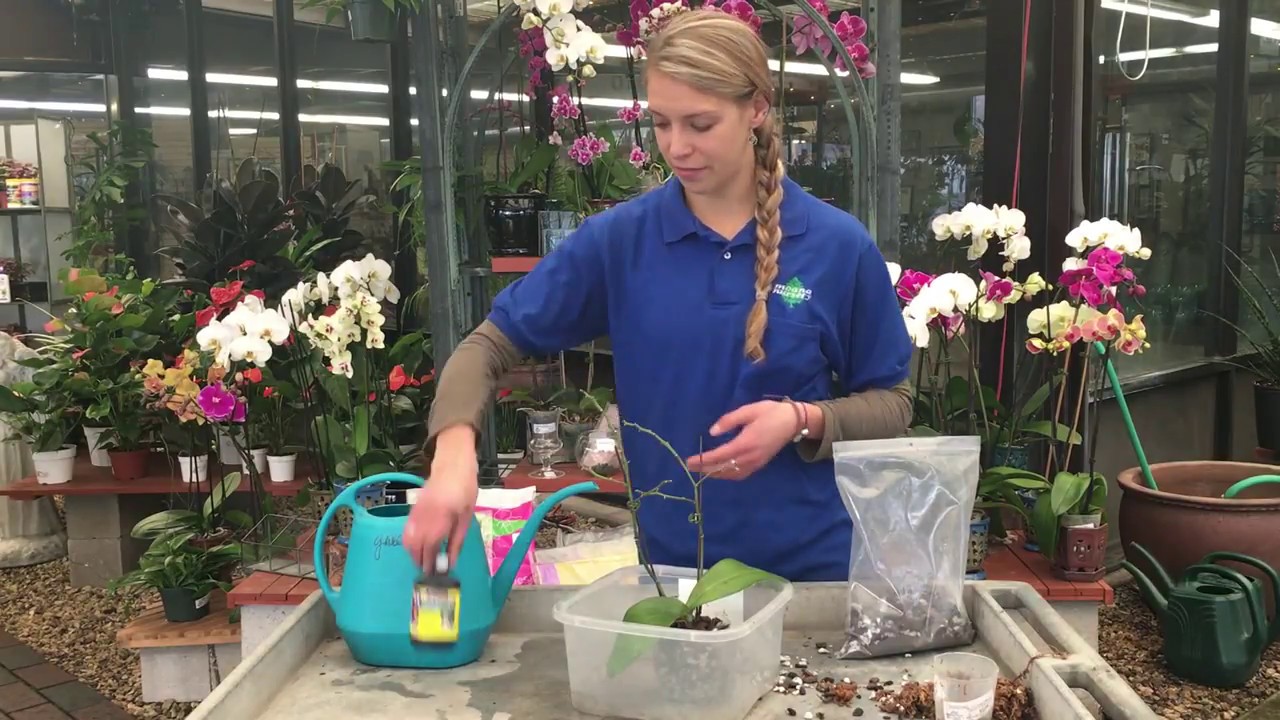 How to Repotting Orchids YouTube