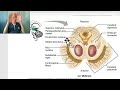 Anatomy of CNS Module in Arabic 2024 (Midbrain, part 1), by Dr. Wahdan.