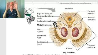 Anatomy of CNS Module in Arabic 2024 (Midbrain, part 1), by Dr. Wahdan.