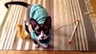 Devon Rex kitten at play