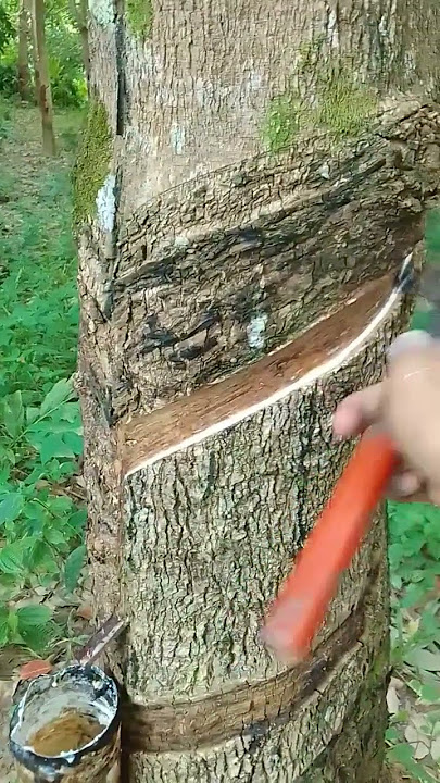 Asmr part 29 #harvest #rubber #rubbers #nature #irc #bridgestone #production #rubberplant #shorts