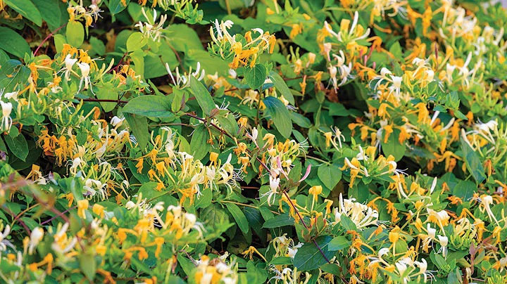 What Is Honeysuckle? | Honeysuckle: 6 Uses & Benefits of This Common Garden Plant - DayDayNews