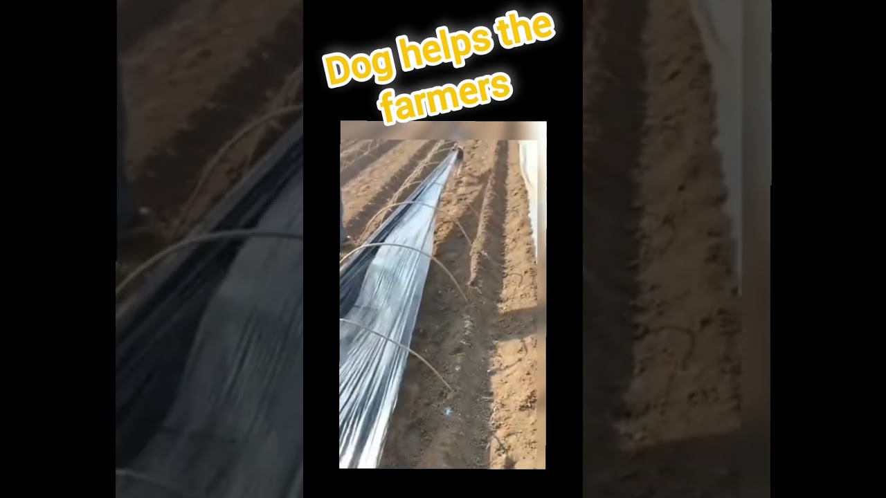 The Dog helps the farmers 