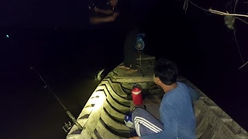 Câu cá ngát sông nam sông hậu @ | CNMT