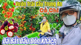 Vườn Trái Cây Trung An Bắt Đầu Đón Khách - Du Lịch Sinh Thái Củ Chi Có Phục Vụ Ẩm Thực | Ngố Nguyễn