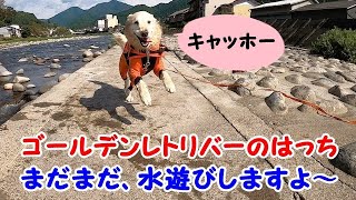 Golden Retrieverはっちの奮闘記の年収 収入はいくら Youtube ユーチューブ