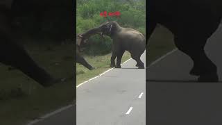 Elephant Fights අලී හරඹ