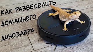 Один день из жизни дракона. Бородатая агама гуляет в лесу и купается в бассейне.