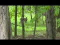 Whitetail Deer April and May 2026