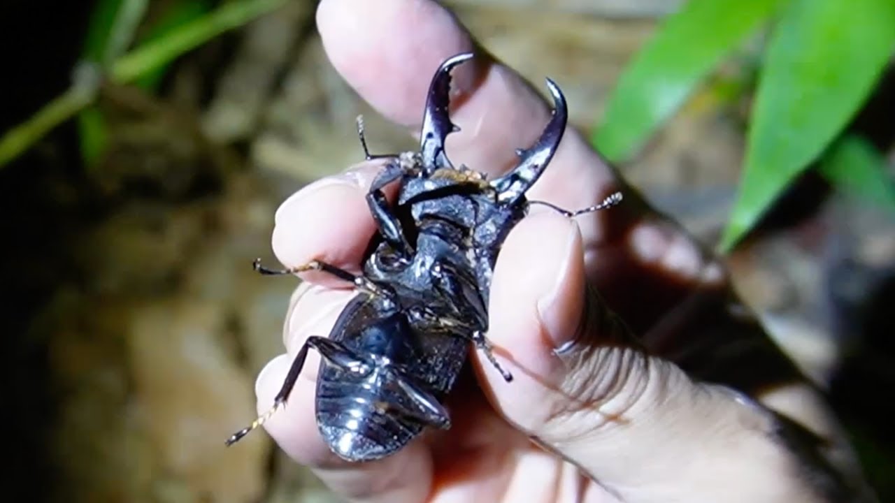 I won't go home until I find a stag beetle. - YouTube