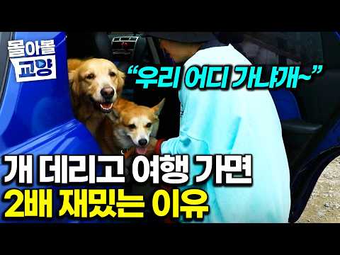 "Look who's finally eating!" A dog that suddenly develops an appetite? Watching dogs step out of ...