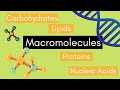 Macromolecules and Their Functions in Living Organisms