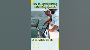 Câu cá Ngừ đại dương kiếm hàng ngàn đô #shorts