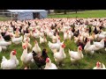 European Farmers Raise Millions Of Chickens In Free Range Farms This Way - Chicken Farming