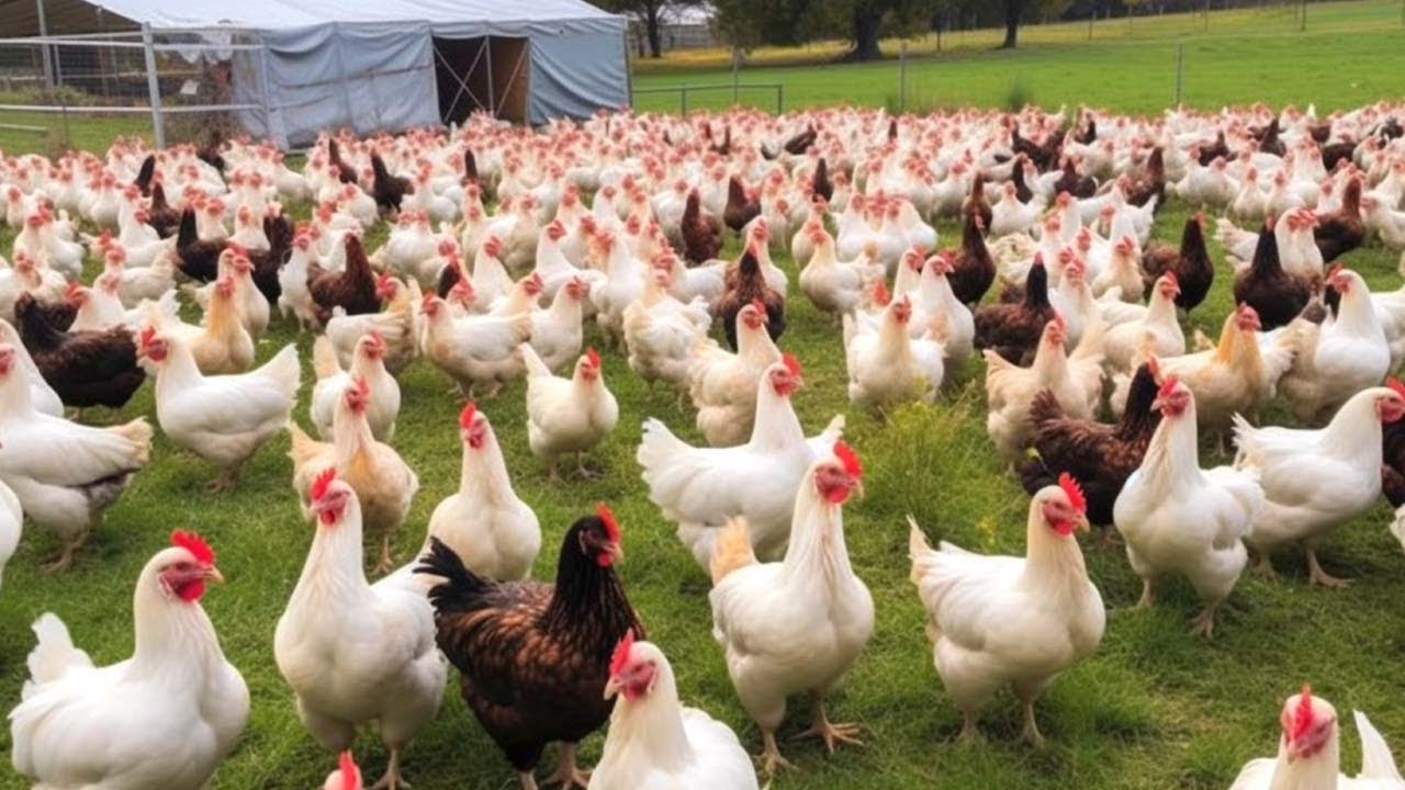 European Farmers Raise Millions Of Chickens In Free Range Farms