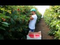 Fast way of Picking Raspberries!