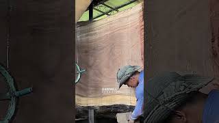 Huge Tree Collapse Process