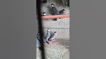 Java finch video 🥰/#zebrafinch #java #eggs #faqiraseels #chicks #100k#aseel #kabootar #finch
