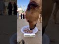 Today I fed a hungry street dog🥺🐶Please support,spread kindness❤️#shorts#dog#helpinganimals#kindness