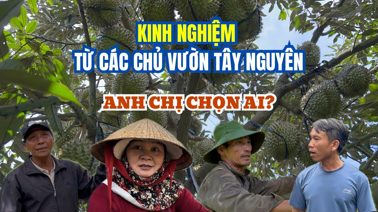 LÀM SẦU RIÊNG HỮU CƠ THEO CÁCH NÔNG DÂN TÂY NGUYÊN