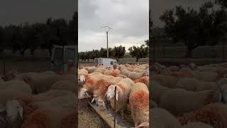 تربية الغنم مشروع مربح بعد العقار في الجزائر 🇩🇿
