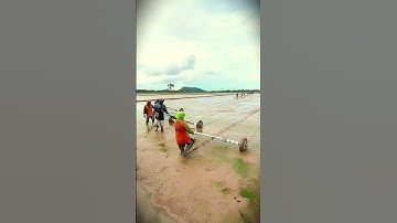 Simple smart tools are used to cultivate land in rice fields #shorts