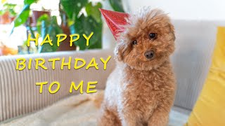 Molly Toy Poodle Birthday Celebrations