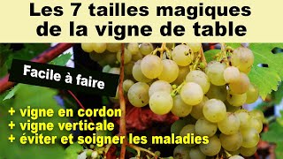 Les 7 tailles magiques de la vigne + vigne cordon et vertical + identifier et soigner les maladies
