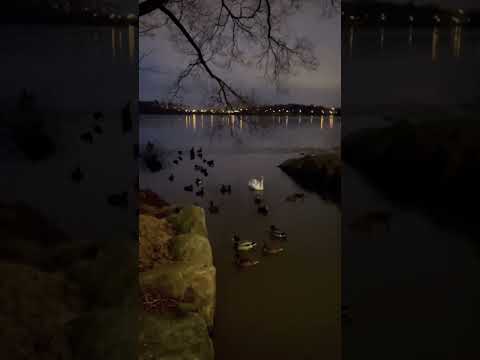 Swans and ducks in #Stavanger Mosvatnet lake ???????? #Norway