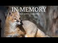 In Memory of Havoc the Swift Fox