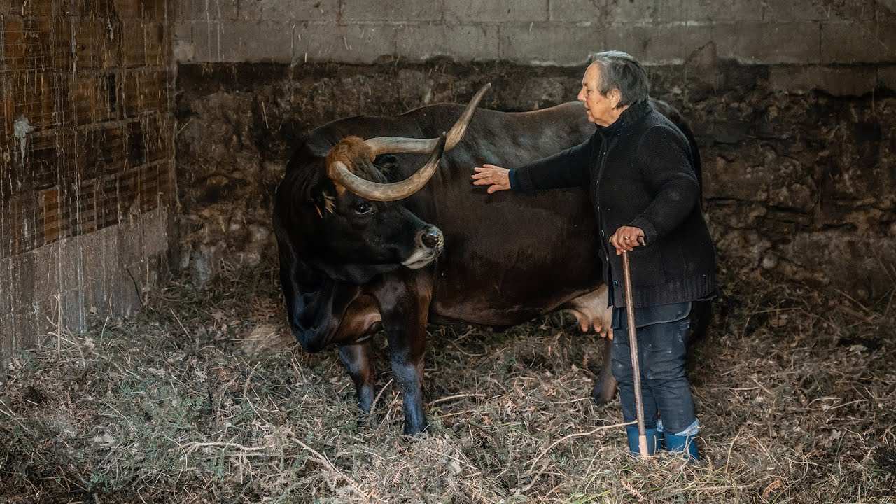 Vaca Maronesa (Outeiro)