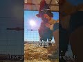 These farm animals need a reset button #comedy #pets #barnyard #cuteanimals #farmlife