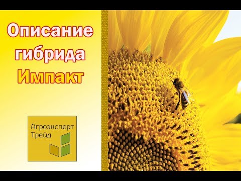 Подсолнечник Импакт 🌻, описание гибрида 🌻 - семена в Украине