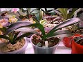 Одновременная Пересадка Три Орхидеи | Орхидеи Слоники | 38 Орхидей